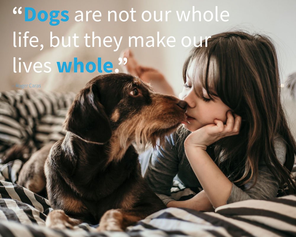 80+ Dog Quotes, Captions, and Messages | Shutterfly