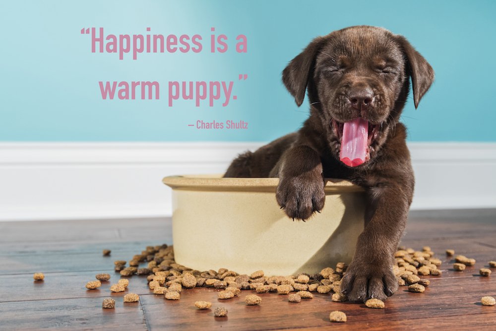 80+ Dog Quotes, Captions, and Messages | Shutterfly