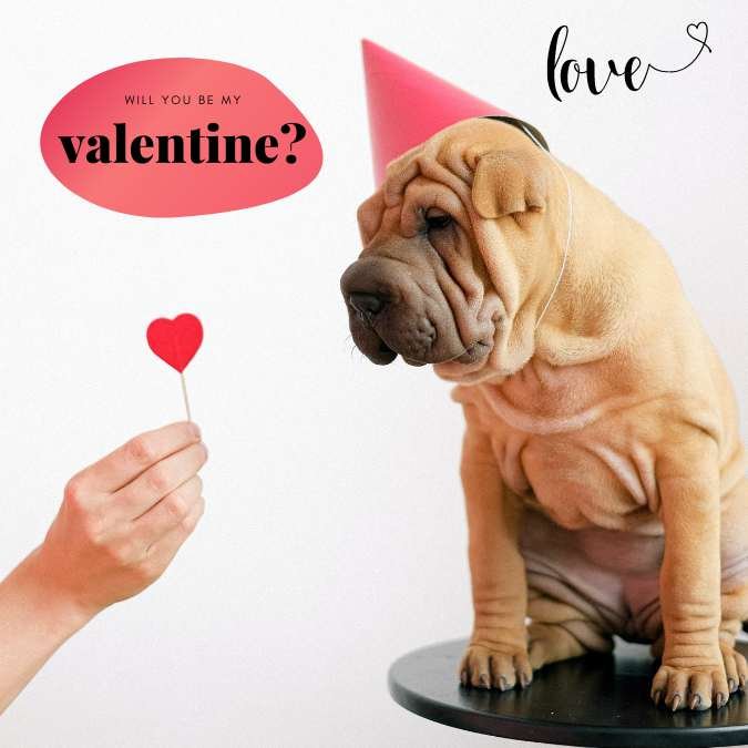 dog valentine day