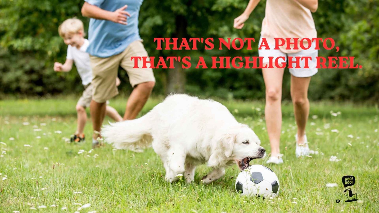 Action Shot Dog Captions