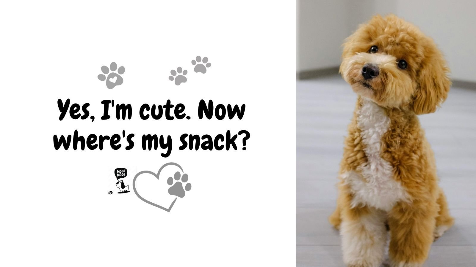 Adorable dog phrases