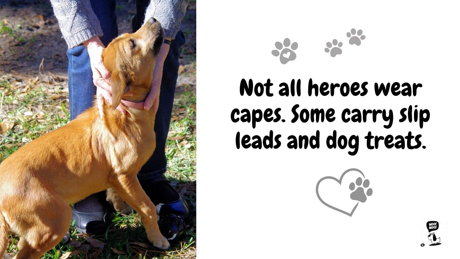 Animal Rescue Quotes for Rescuers and Volunteers