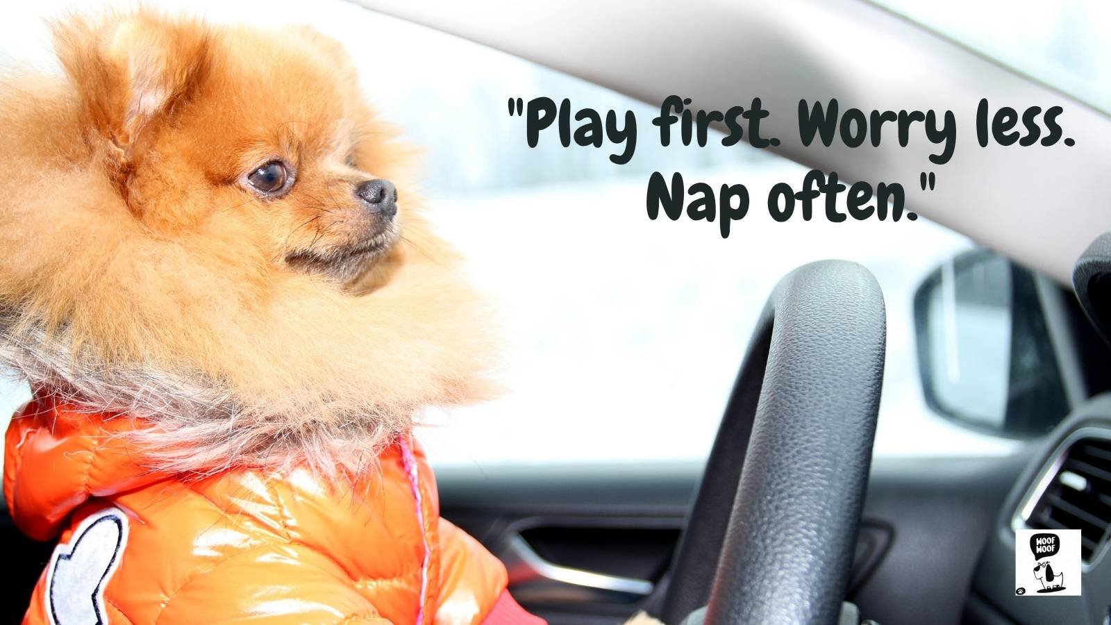 Be Like a Dog Quotes
