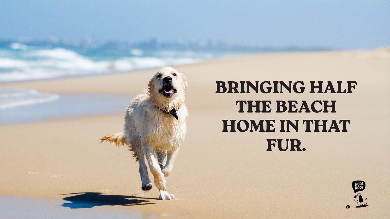 Beach Dog Photo Captions