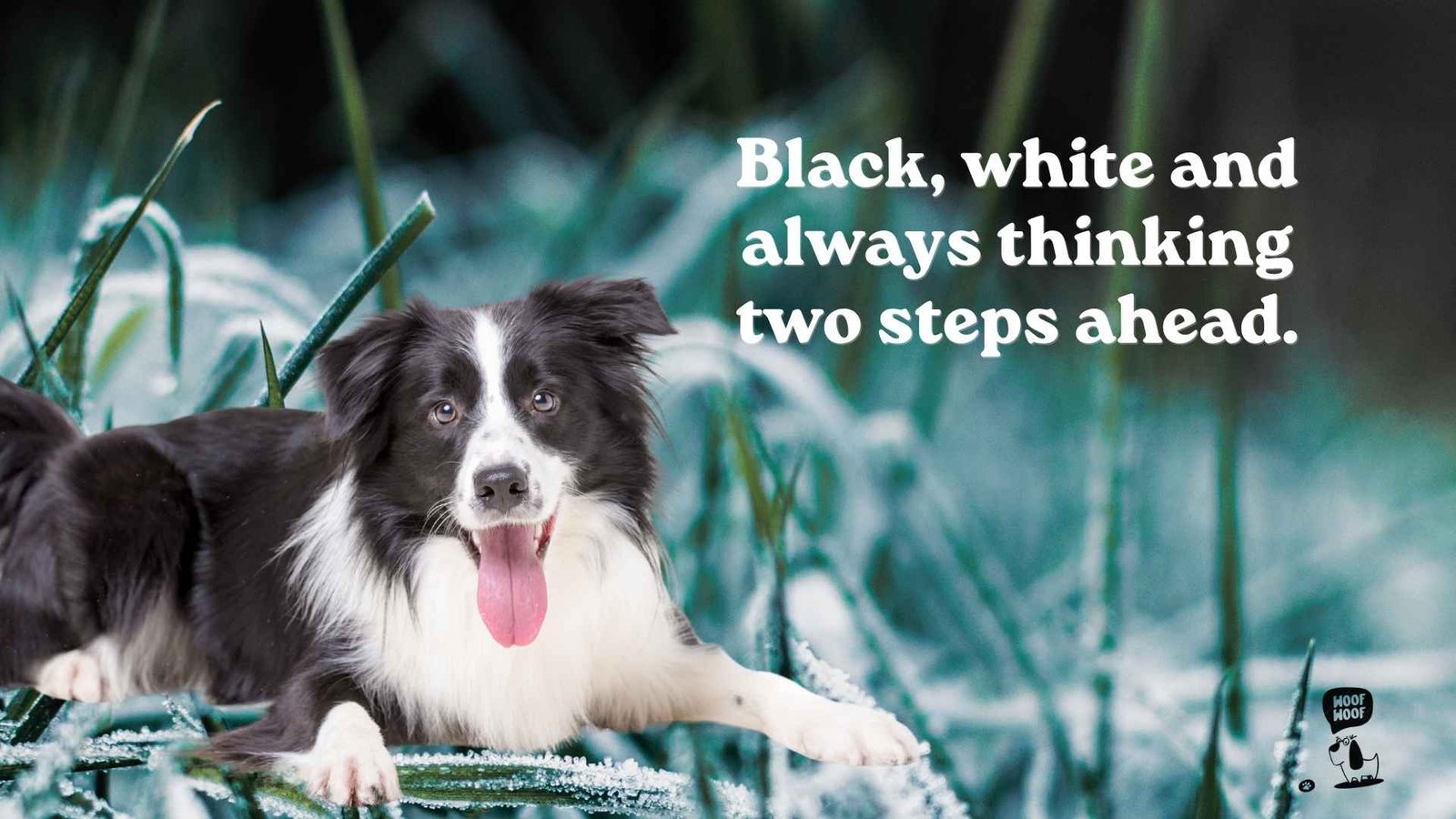 Best Border Collie Quotes