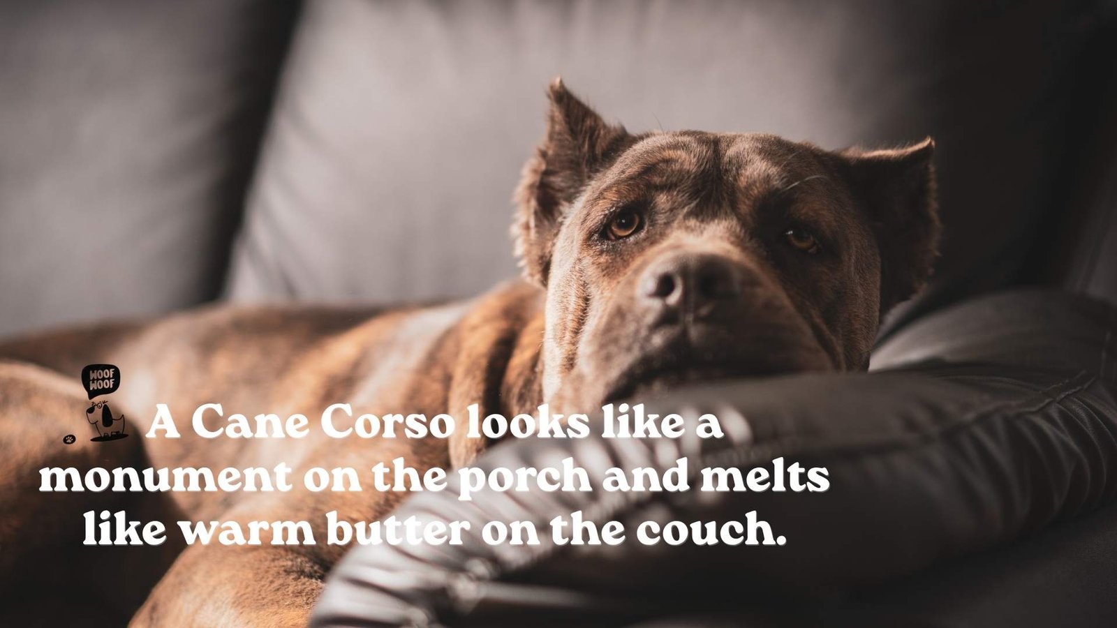 Best Cane Corso Quotes