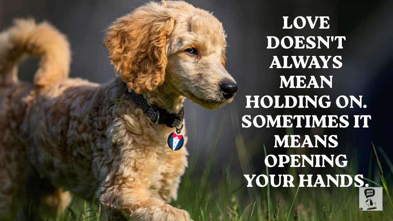 Best Comforting Words for Putting a Dog Down