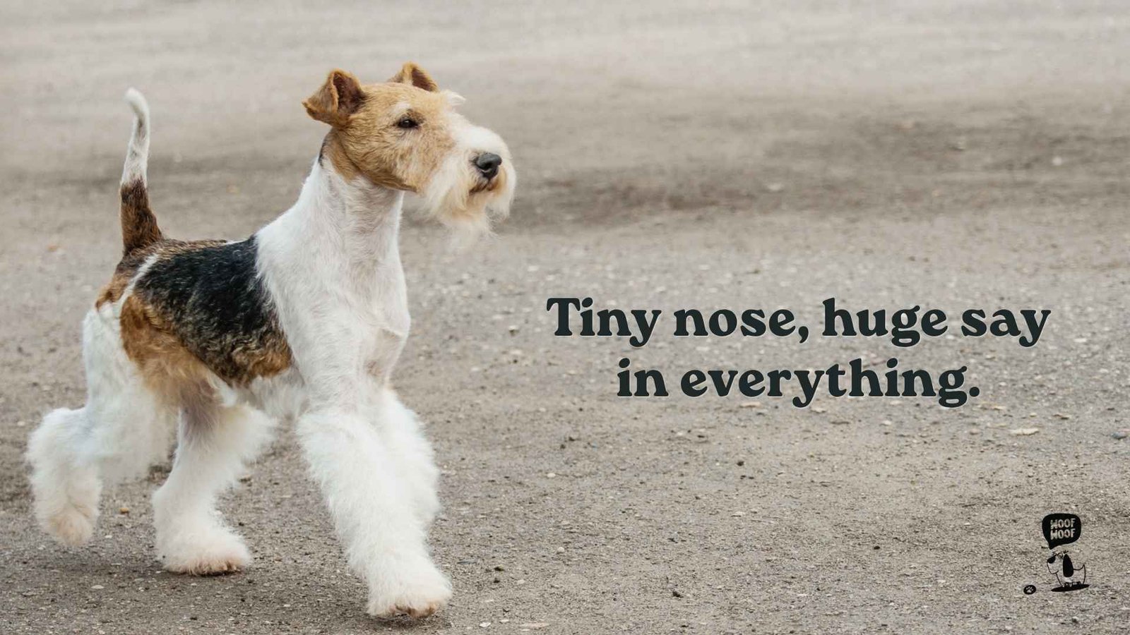 Best Cute Dog Captions