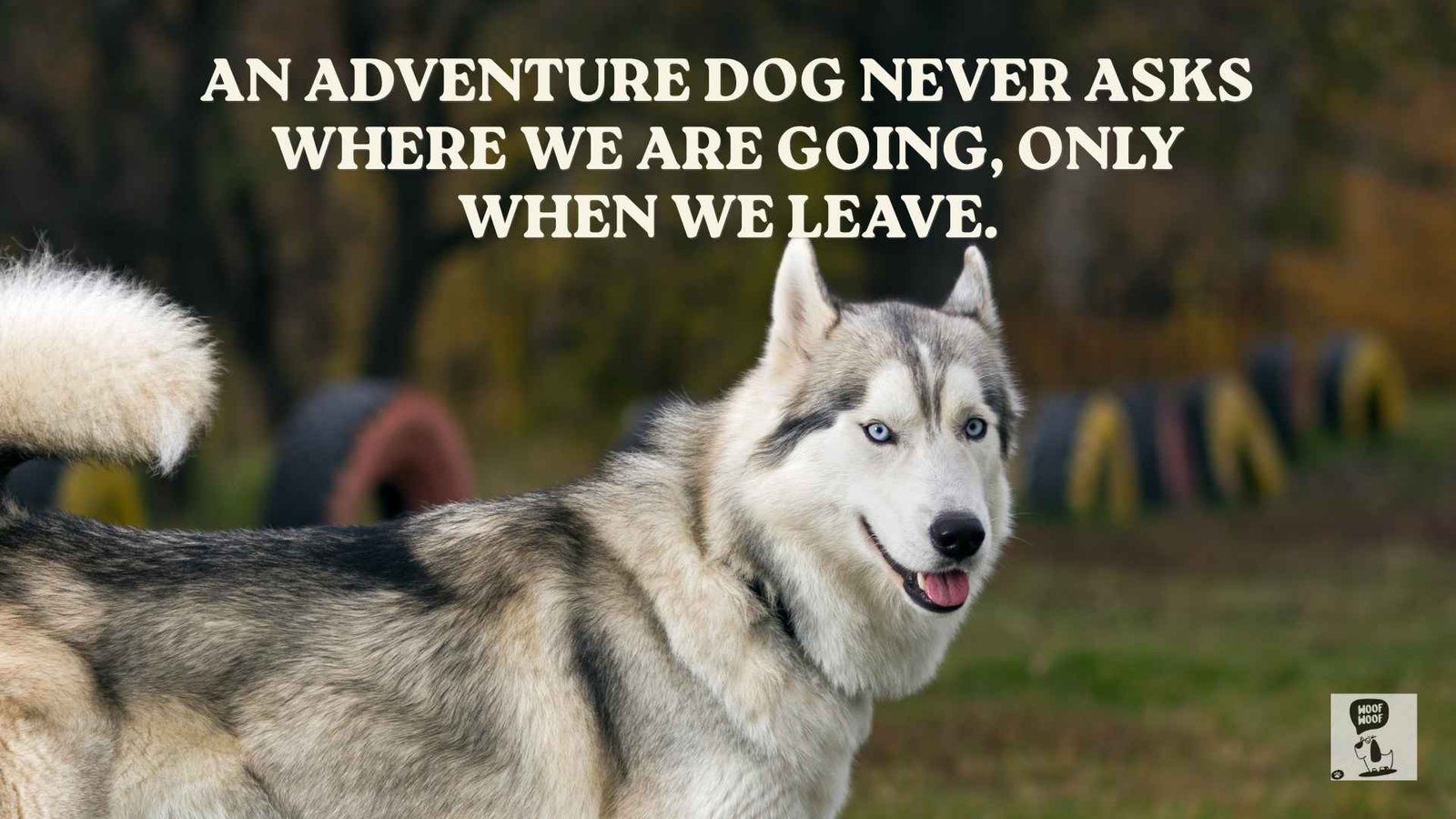 Best Dog Adventure Quotes