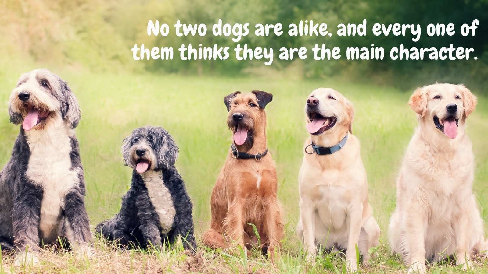 Best Dog Personality Quotes