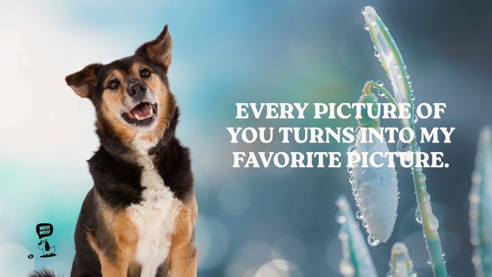 Best Dog Photo Captions