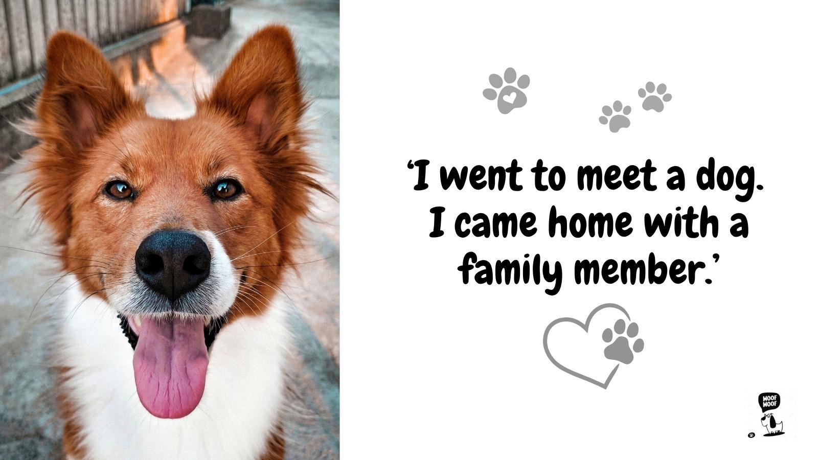 Best Dog Rescue Quotes