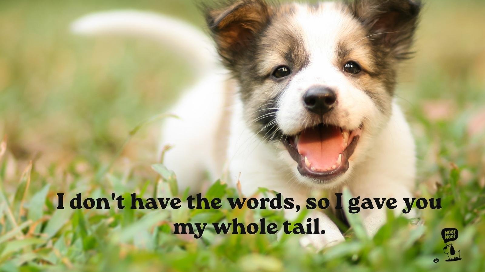 Best Dog Saying I Love You Quotes