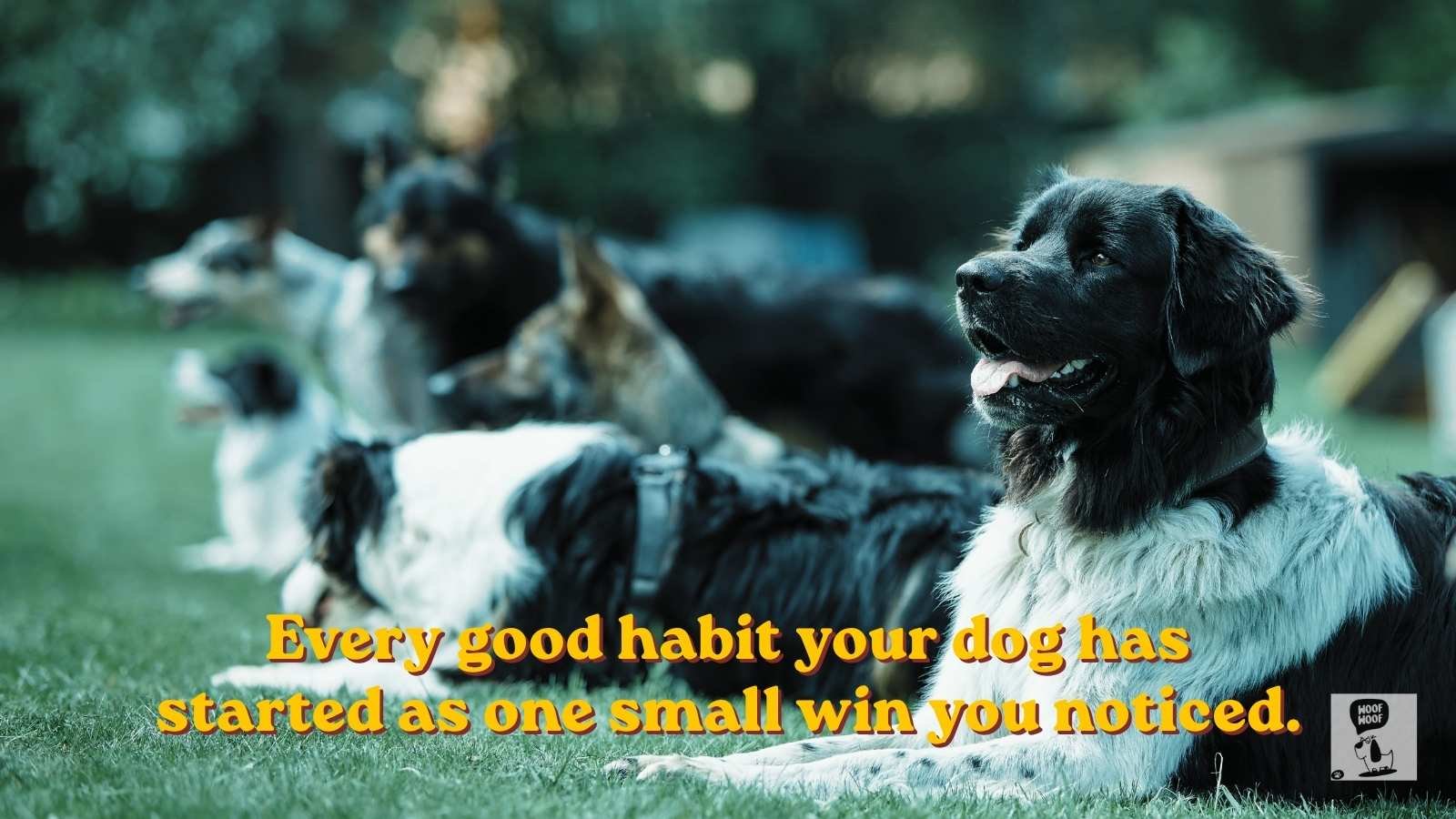 Best Dog Training Quotes