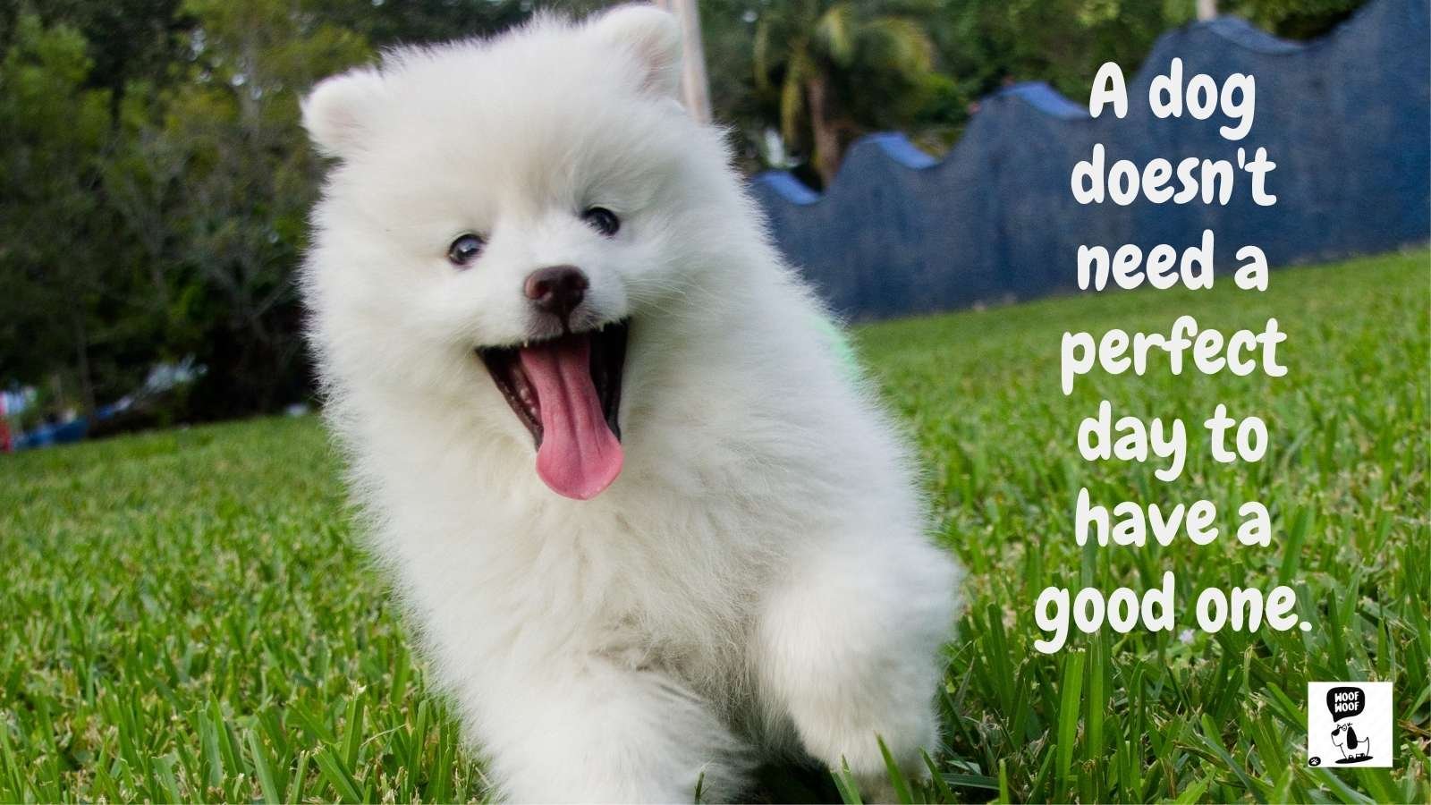 Best Inspirational Dog Quotes