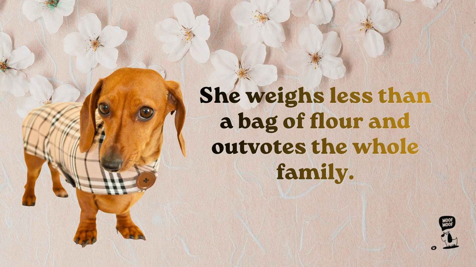 Best Little Dog Quotes