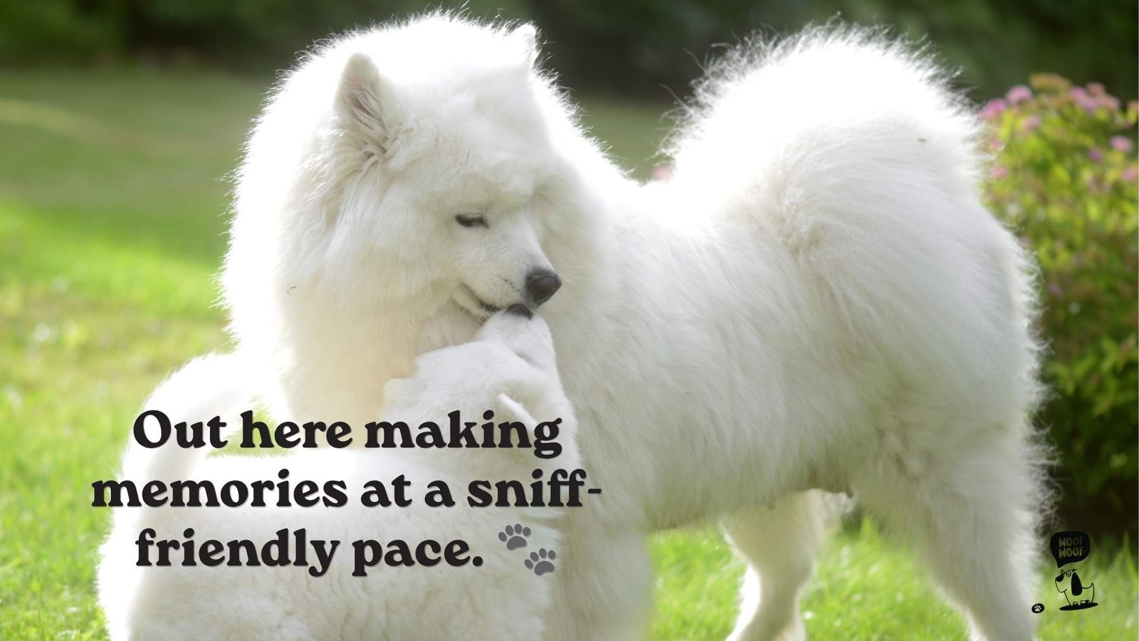 Best Me and My Dog Captions