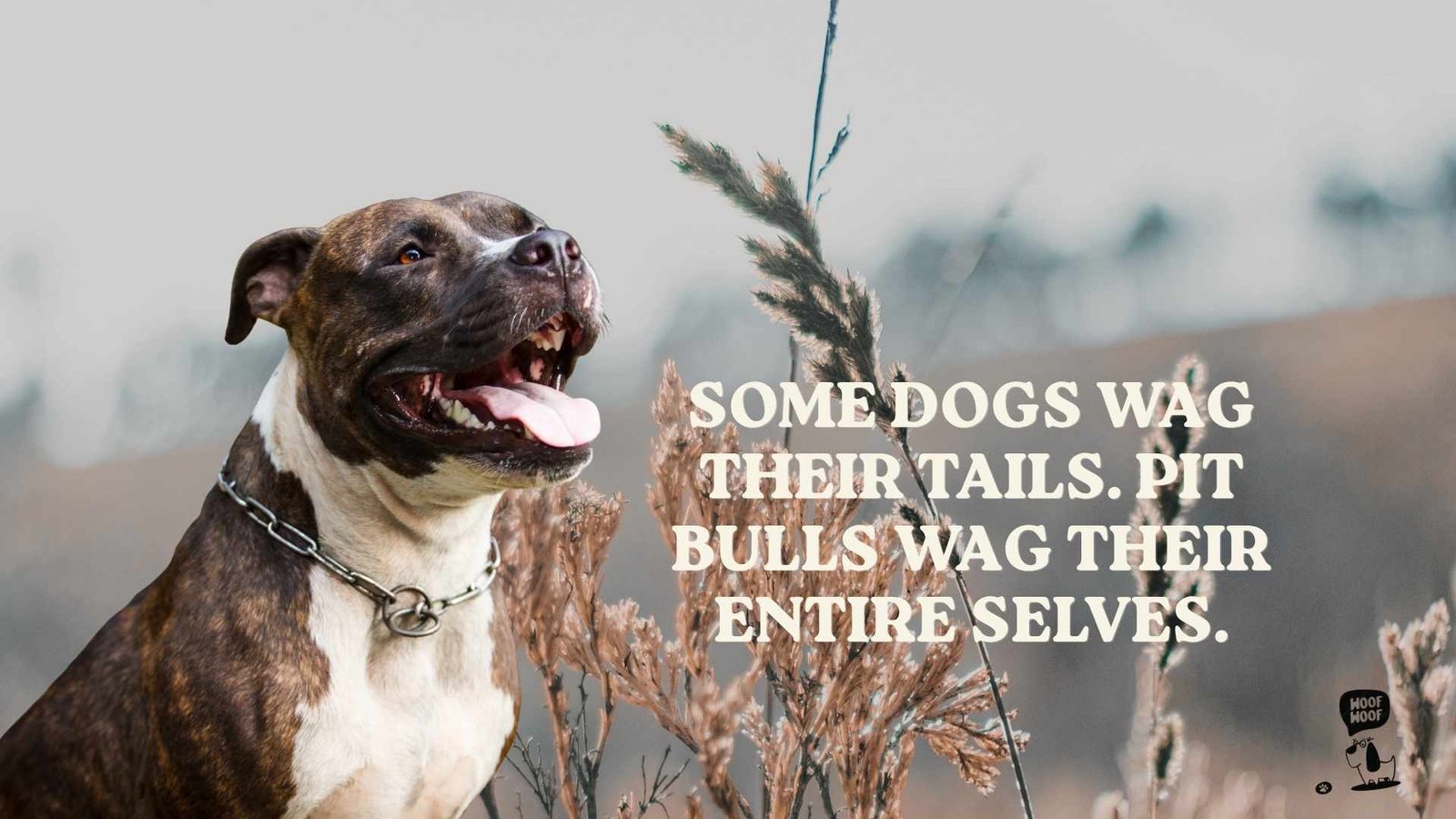 Best Pitbull Dog Quotes