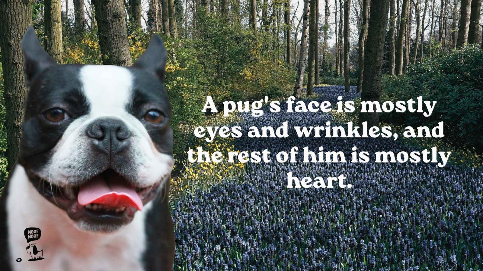 Best Pug Dog Quotes