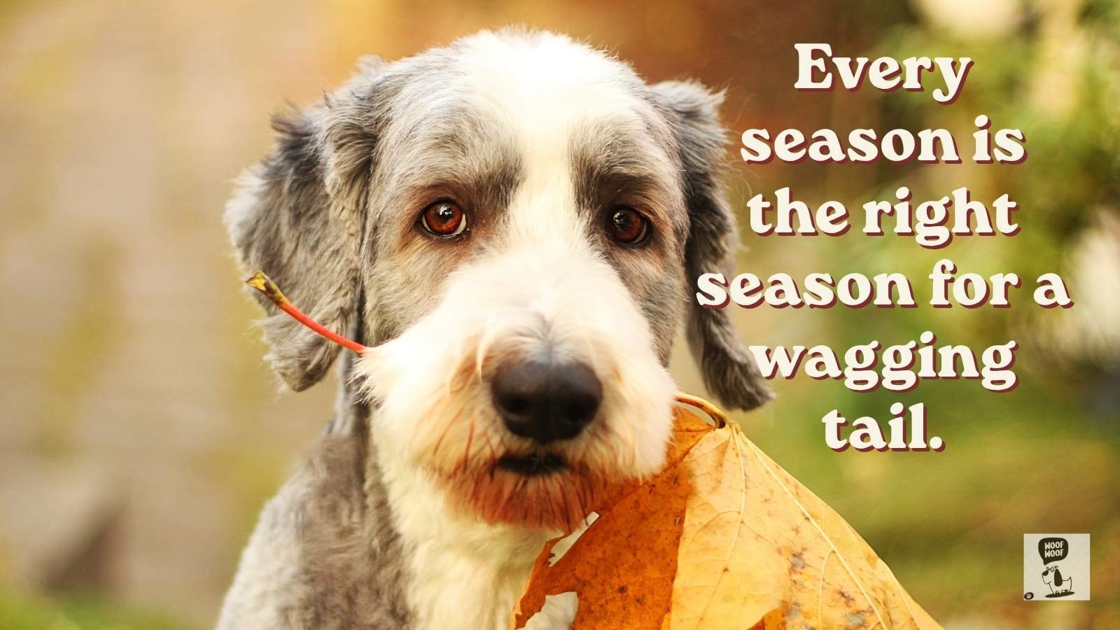 Best Seasonal Dog Quotes
