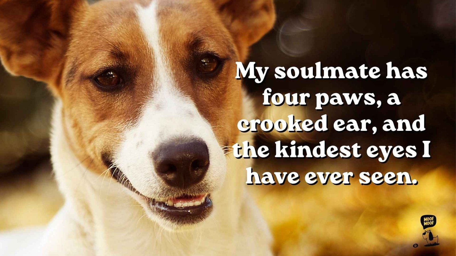 Best Soulmate Dog Love Quotes