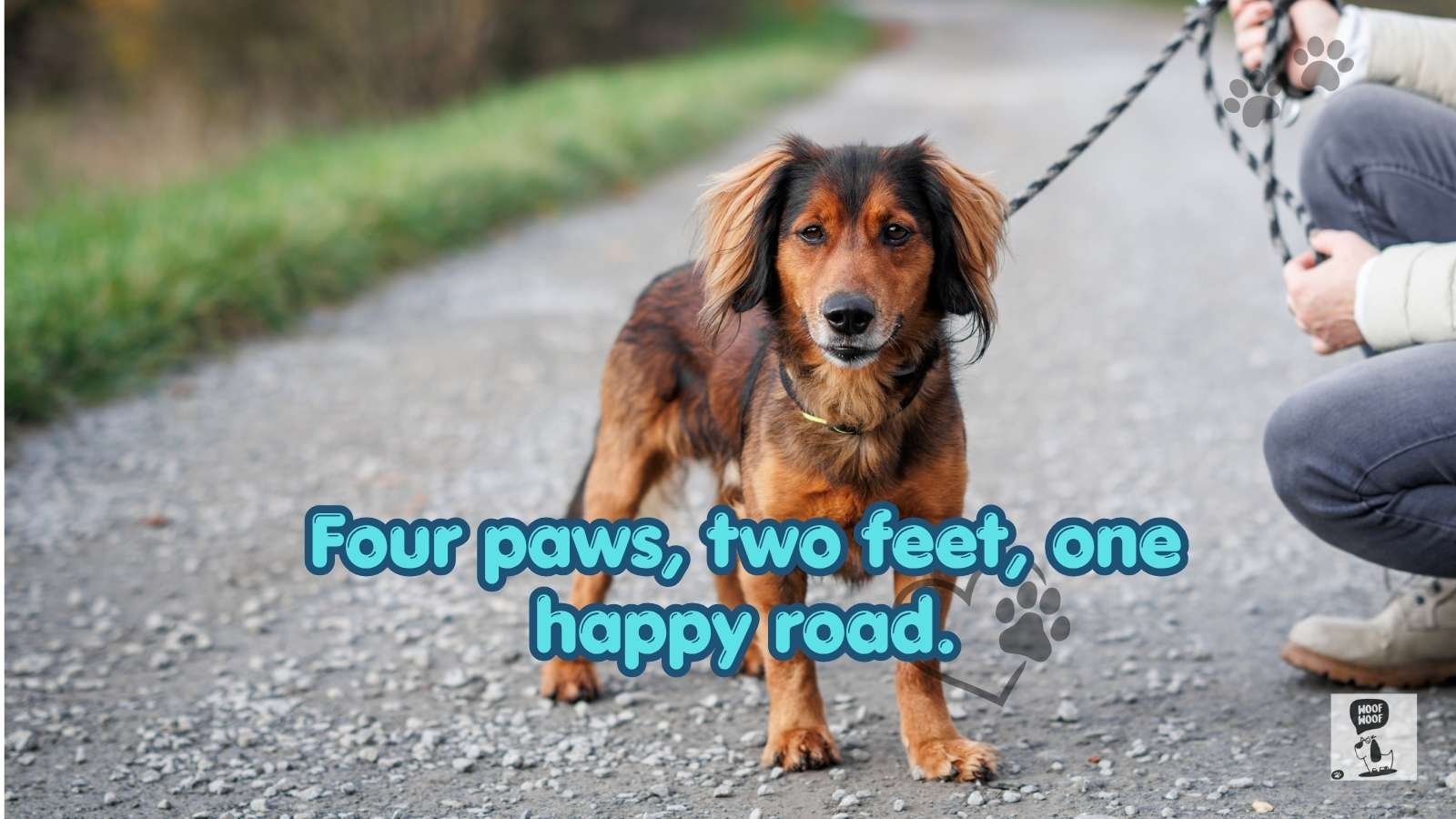 Best Walk With Dog Quotes