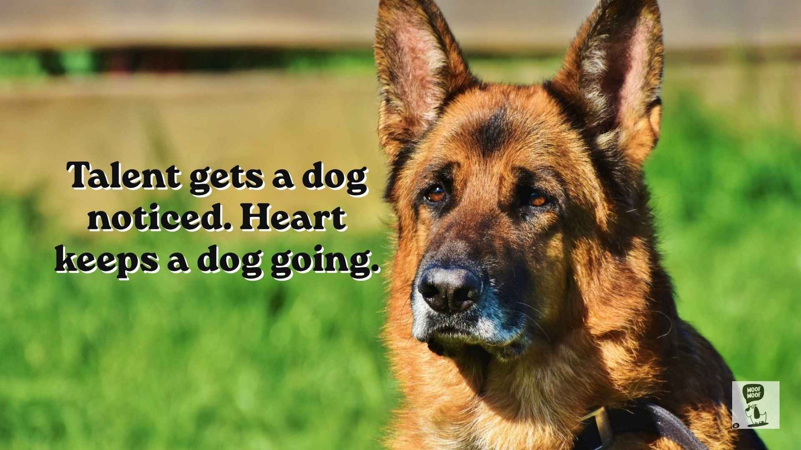 Best Working Dog Quotes