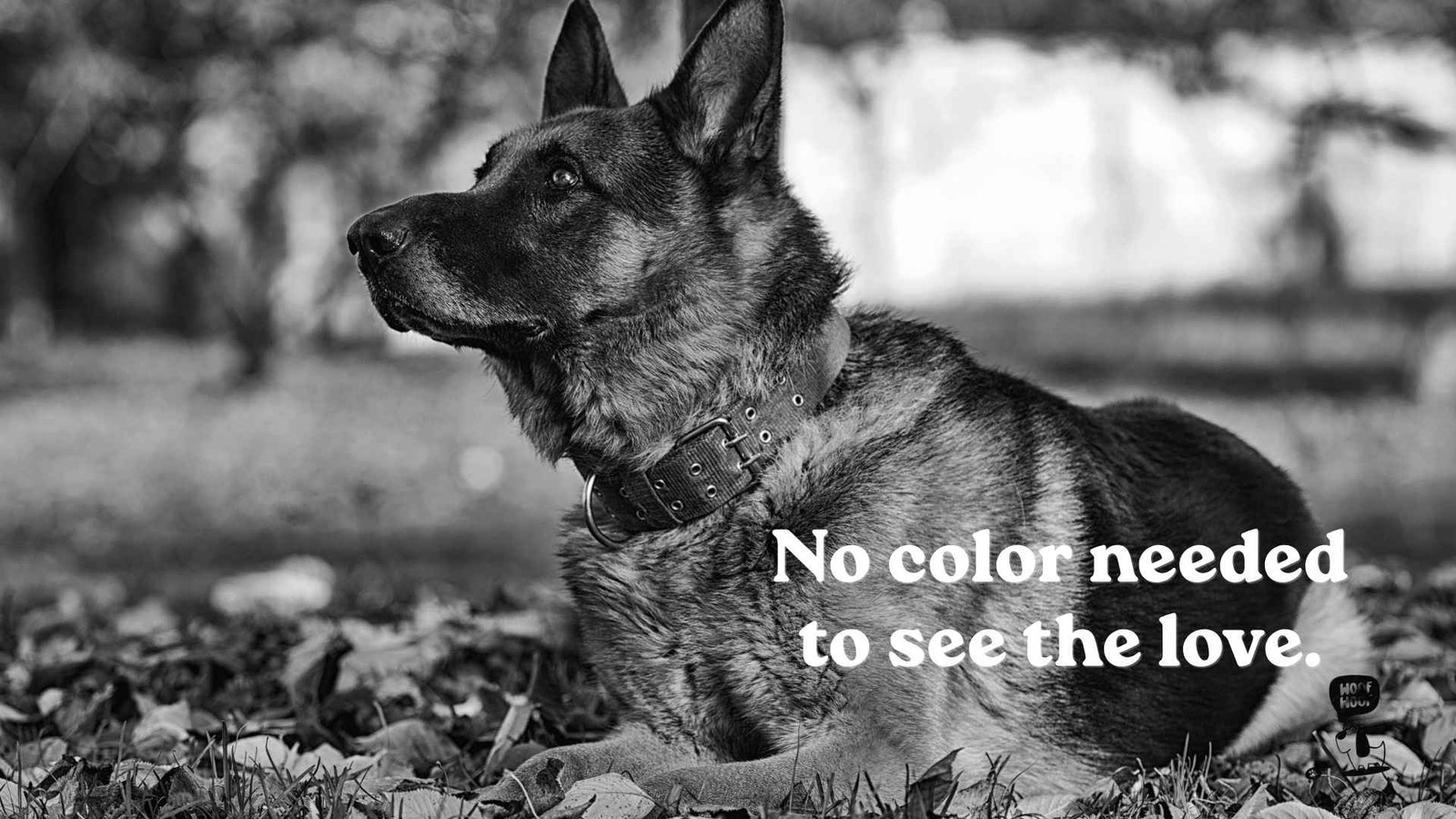 Black and White Dog Photo Captions