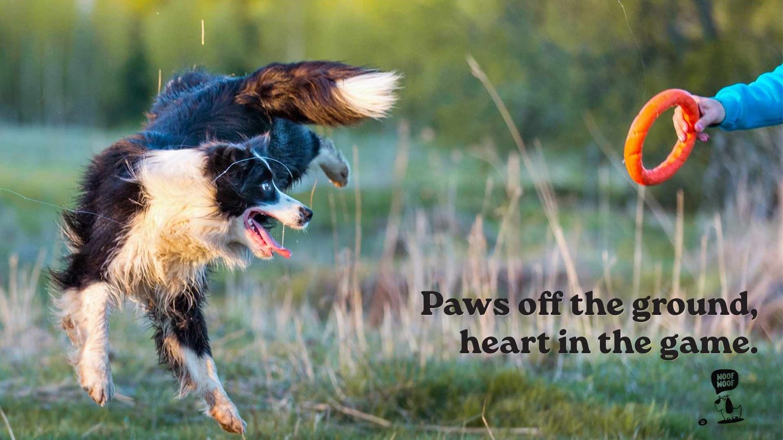 Border Collie Agility and Frisbee Quotes