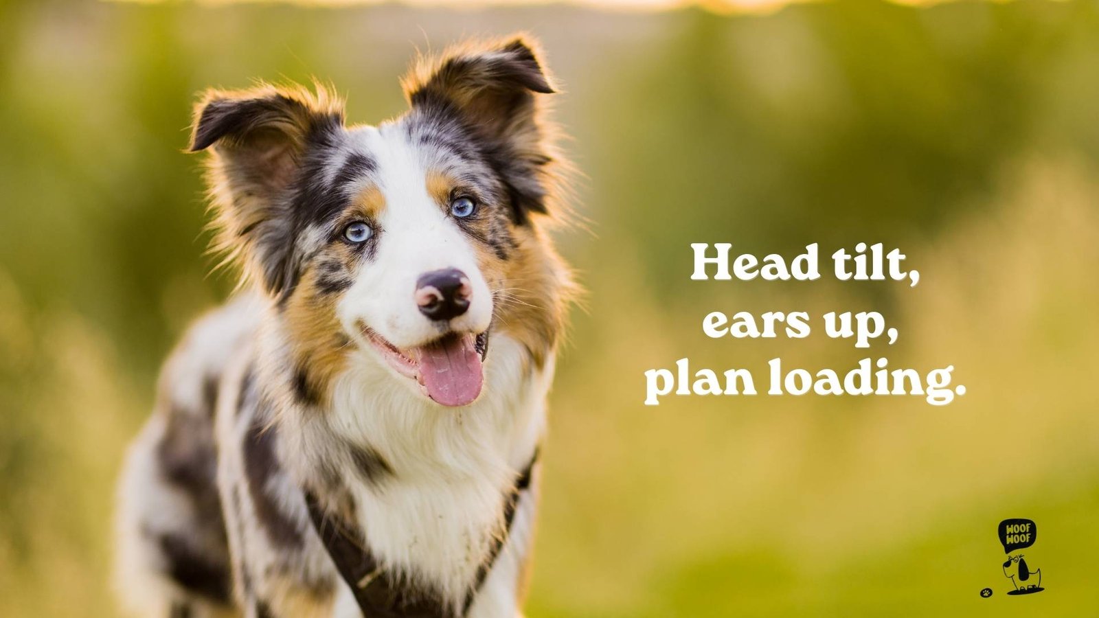 Border Collie Captions for Instagram
