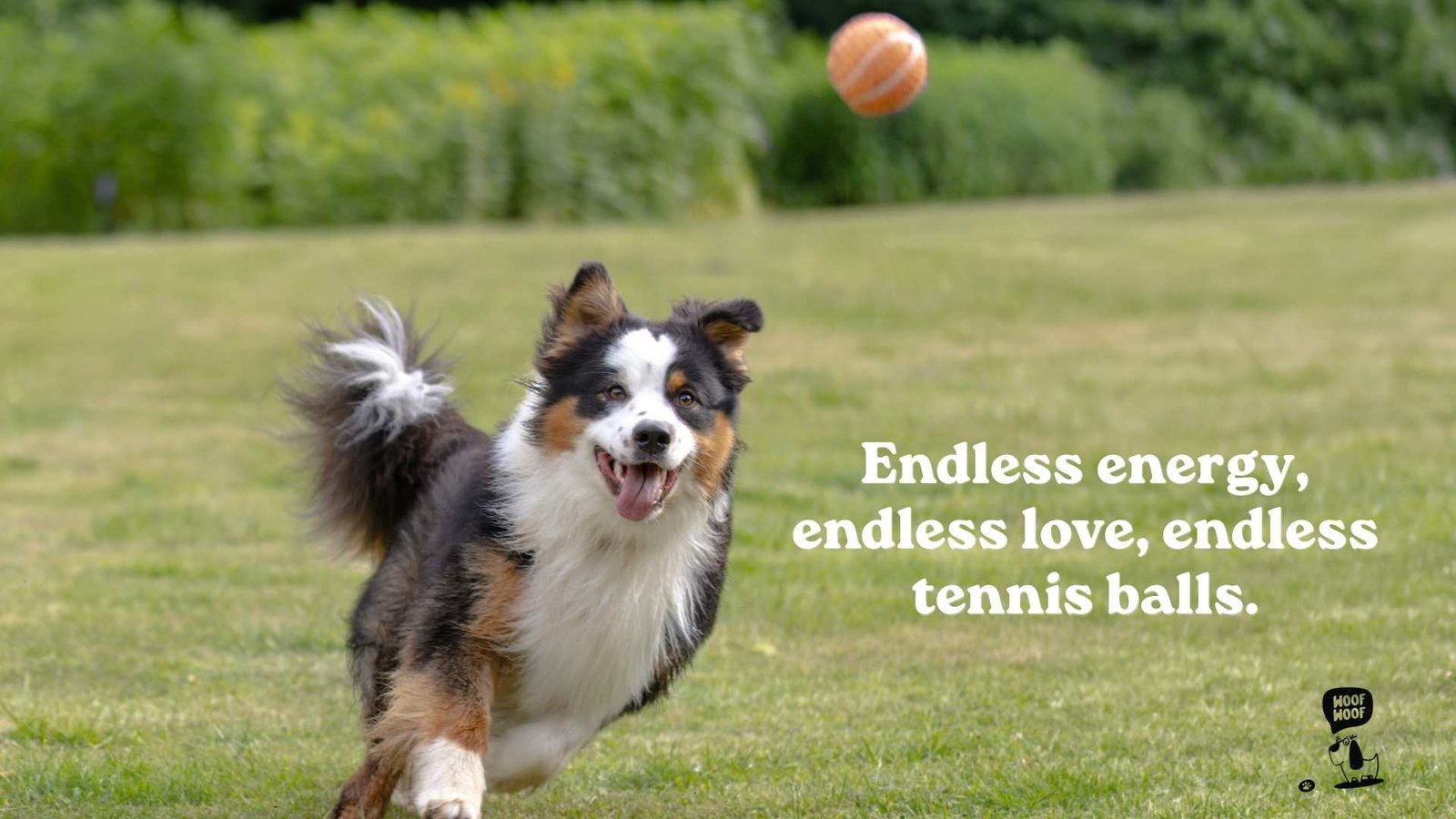 Border Collie Energy Quotes