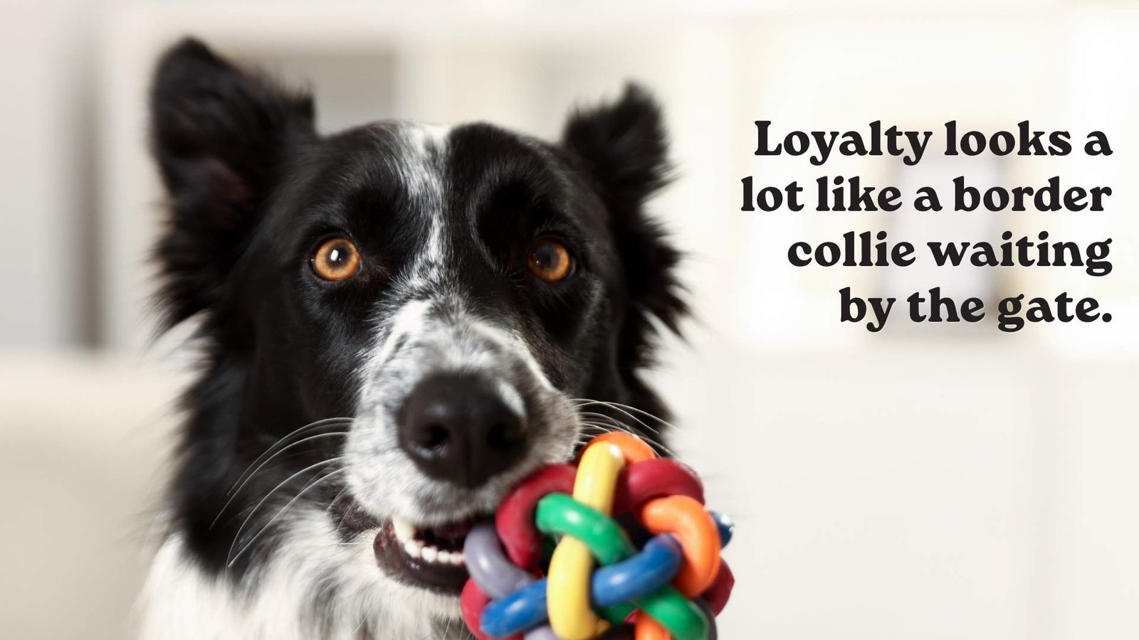 Border Collie Love Quotes