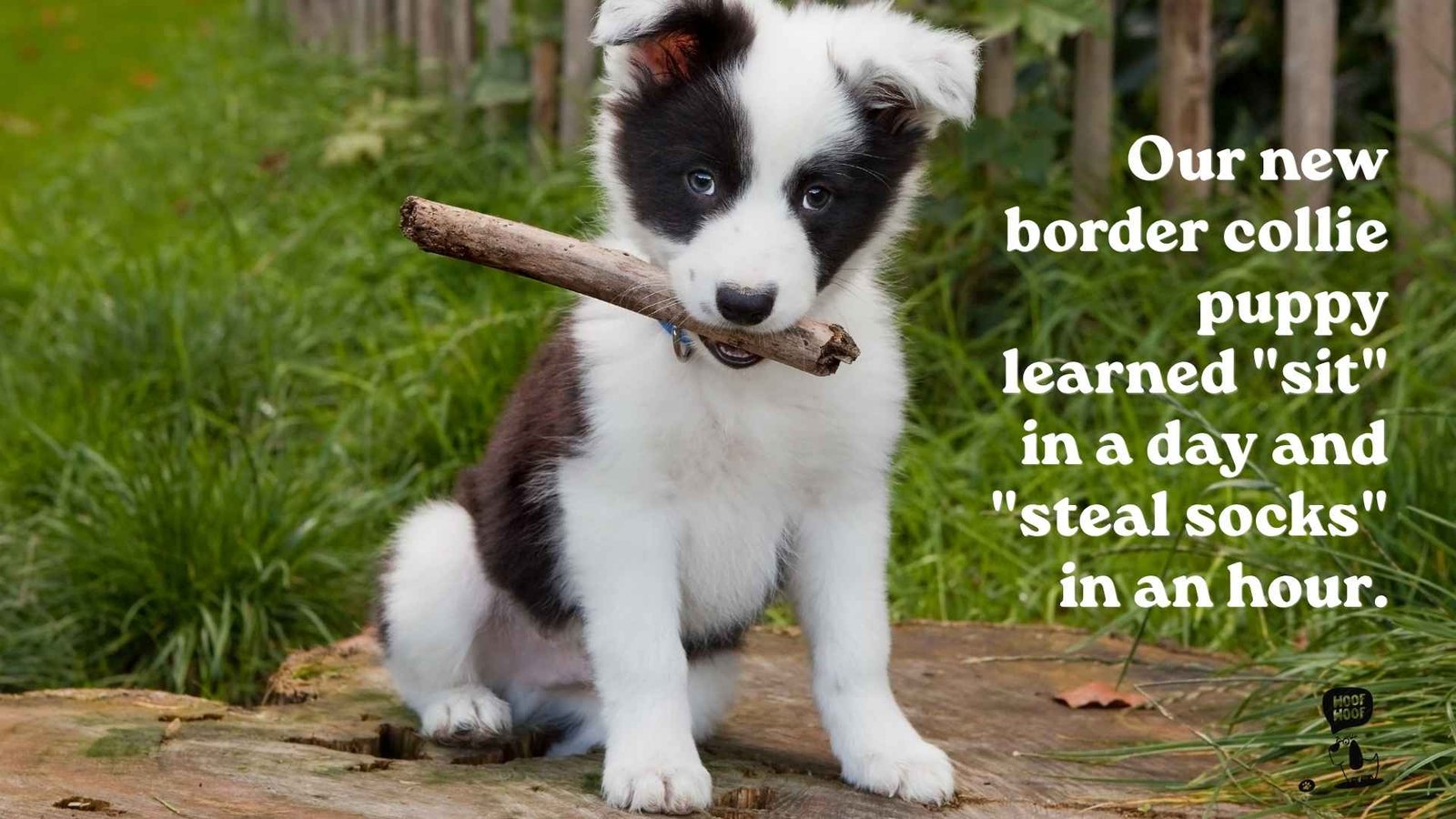 Border Collie Puppy Quotes