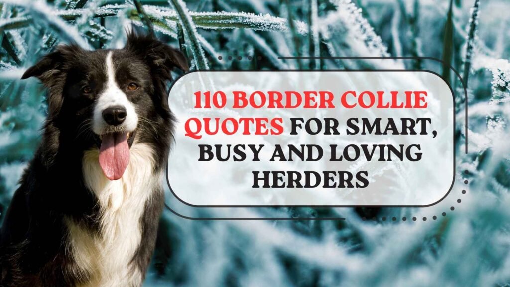 Border Collie Quotes for Smart, Busy and Loving Herders