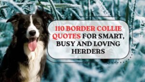 Border Collie Quotes for Smart, Busy and Loving Herders