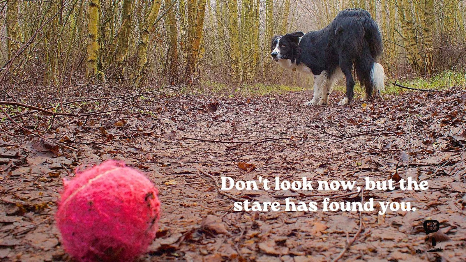 Border Collie Stare Quotes