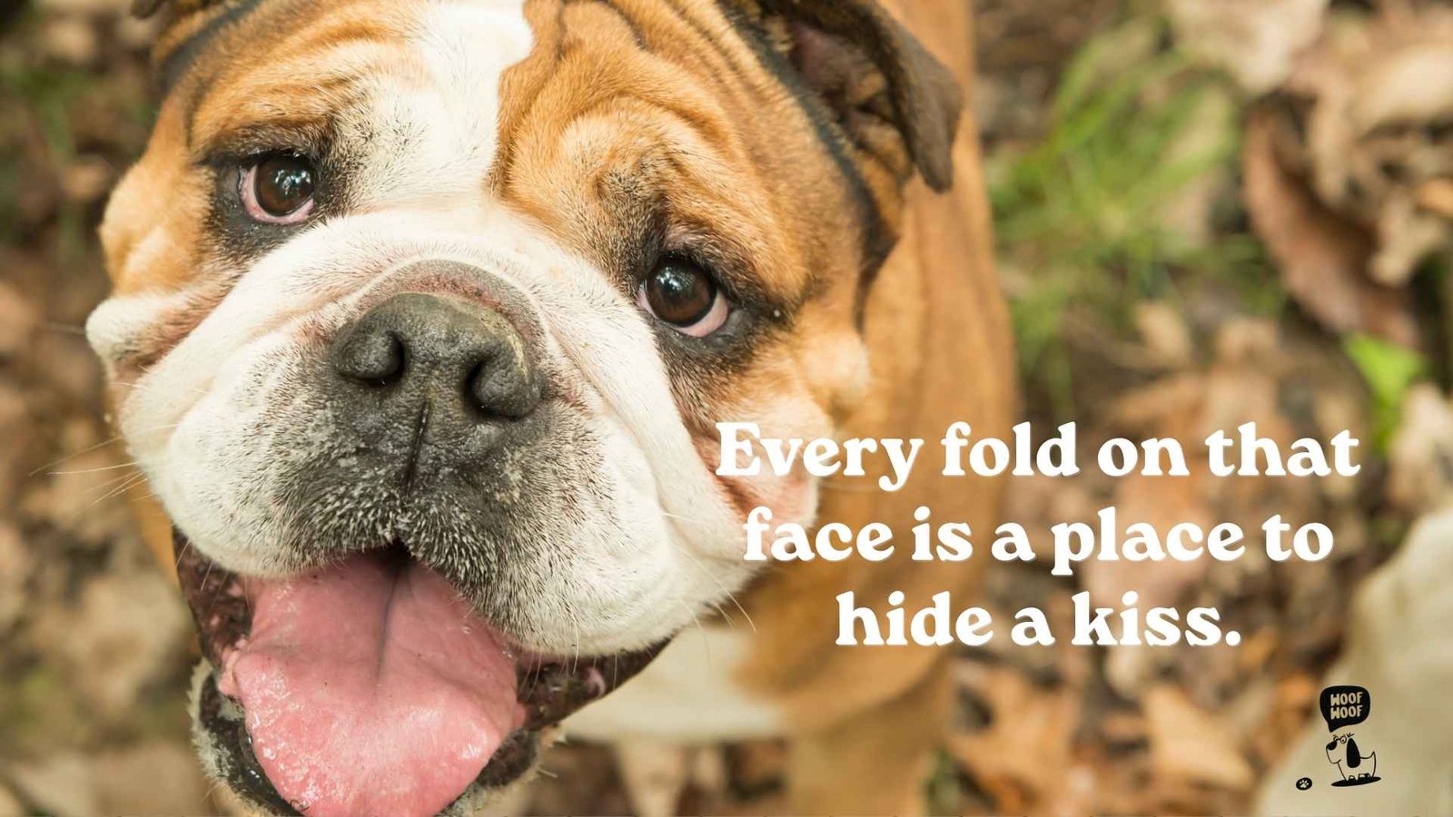 Bulldog Quotes About That Wrinkly Face