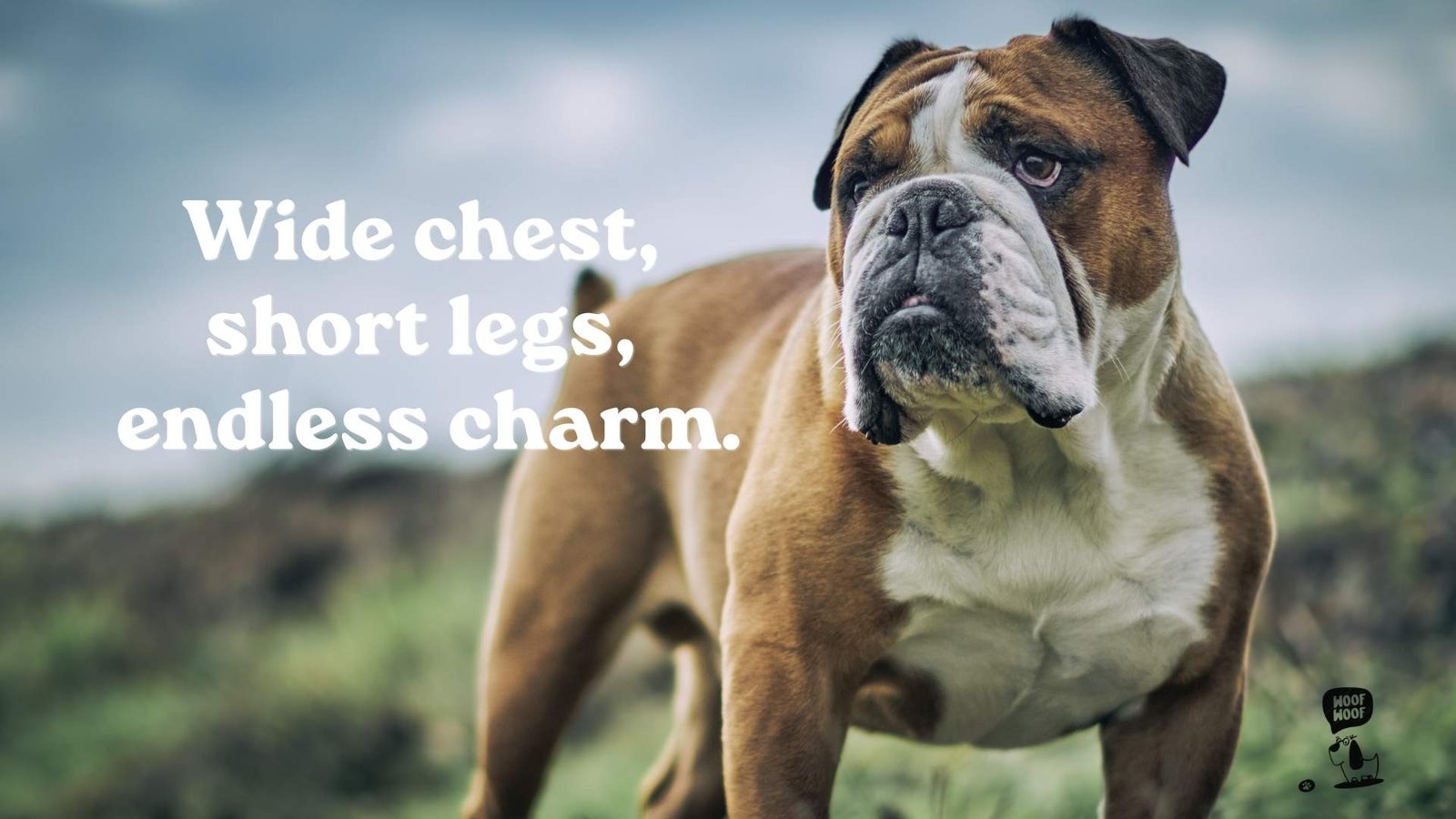 Bulldog Quotes About the Waddle and That Soft, Stocky Build