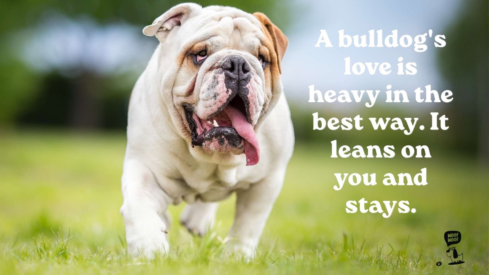 Bulldog Quotes Love Sweet Lines for Your Best Friend