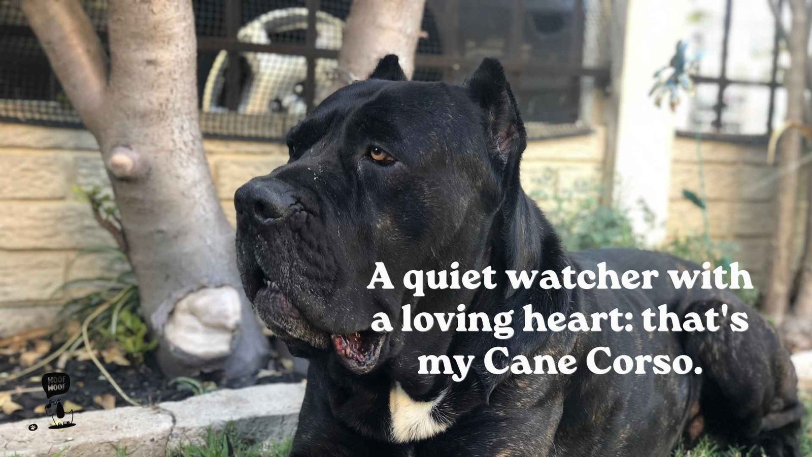 Calm Guardian Quotes for the Watchful Cane Corso