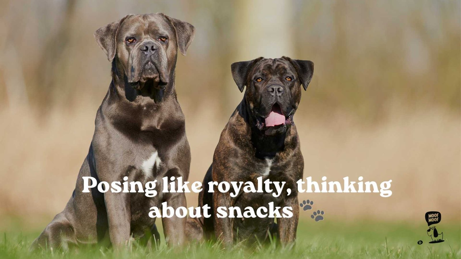 Cane Corso Captions for Instagram