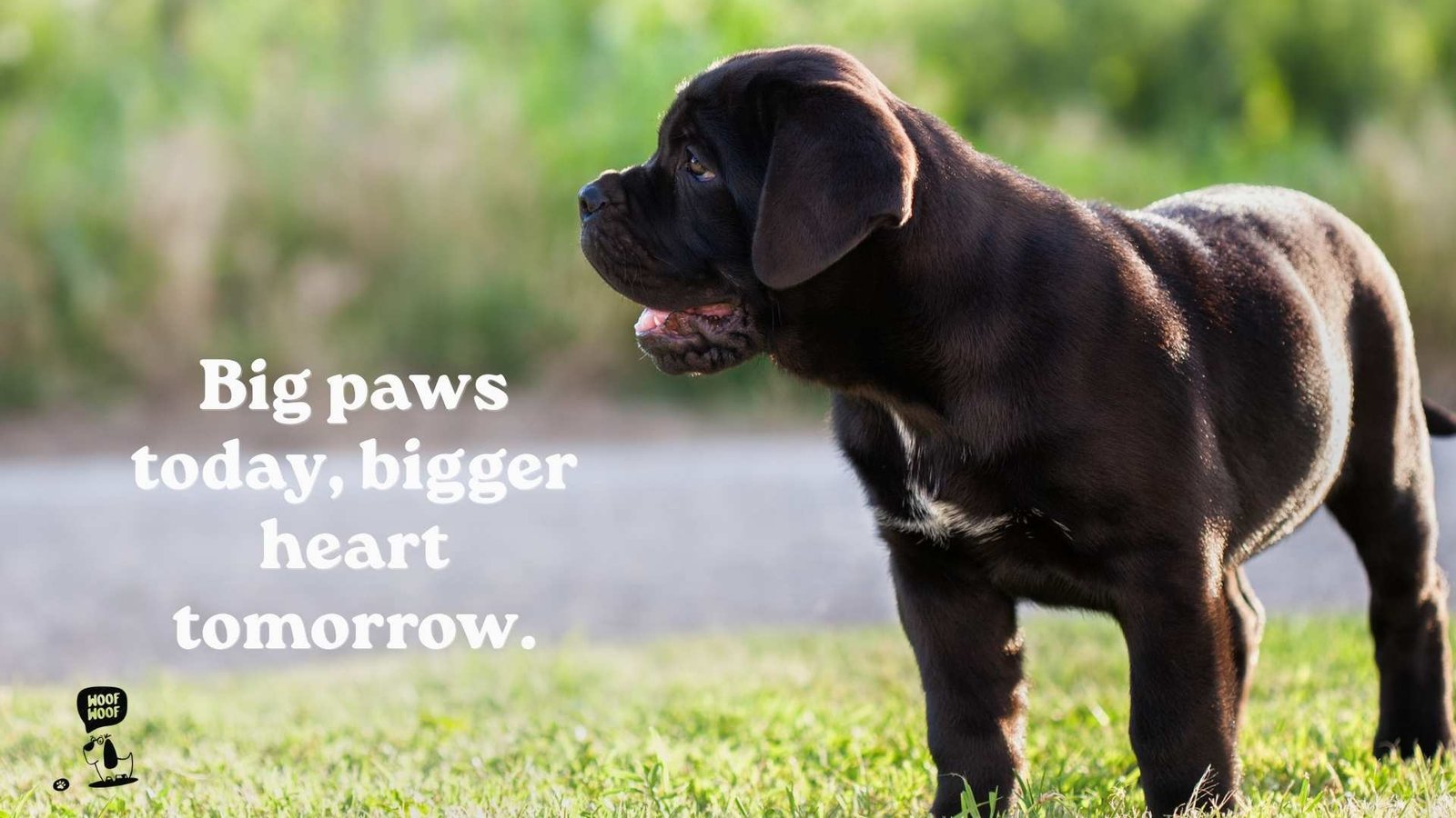 Cane Corso Puppy Quotes
