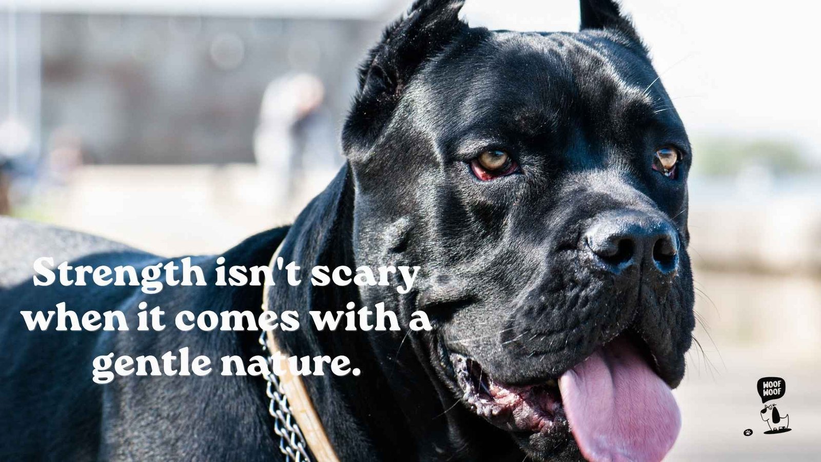 Cane Corso Quotes About a Misunderstood Breed