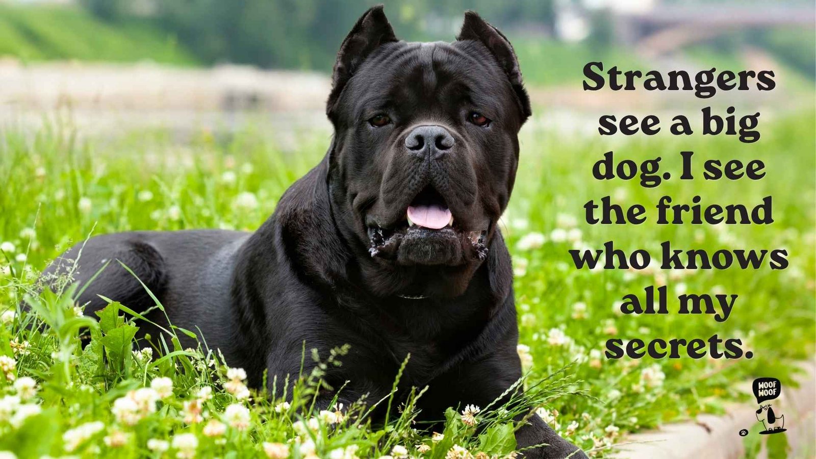 Cane Corso Quotes for Owners, Dog Moms and Dog Dads