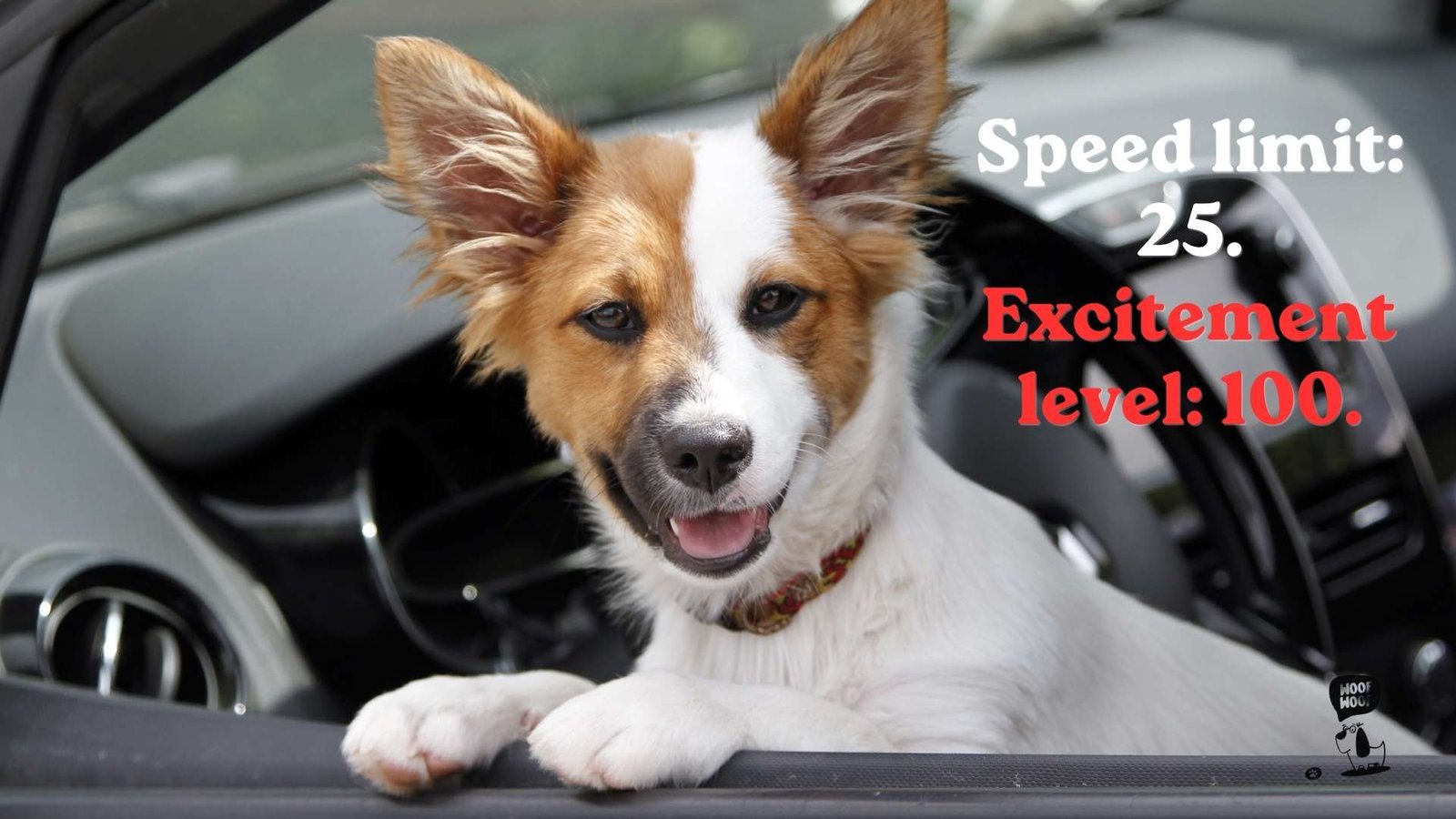 Car Ride Dog Photo Captions