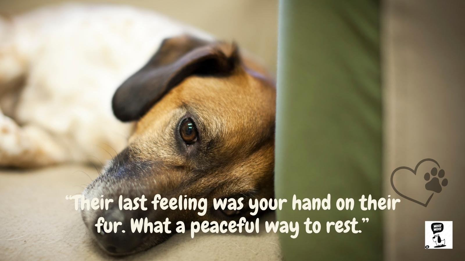 Comforting Words After a Dog Was Put to Sleep
