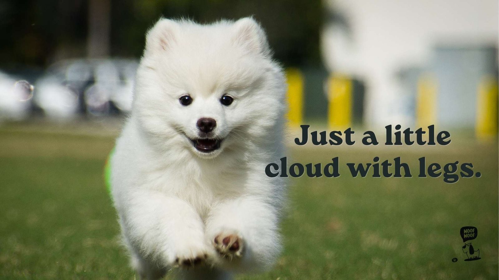Cute Captions for Dog Instagram Posts