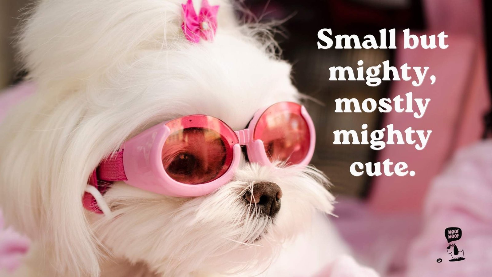 Cute Captions for Small Dog Breeds