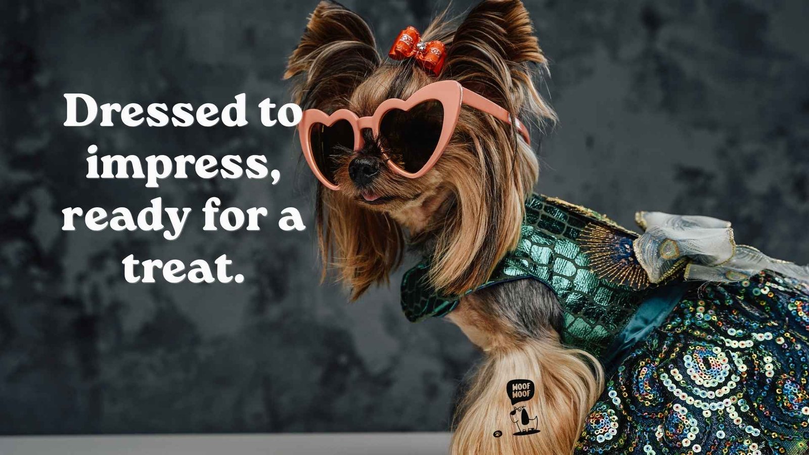 Cute Dog Outfit Captions