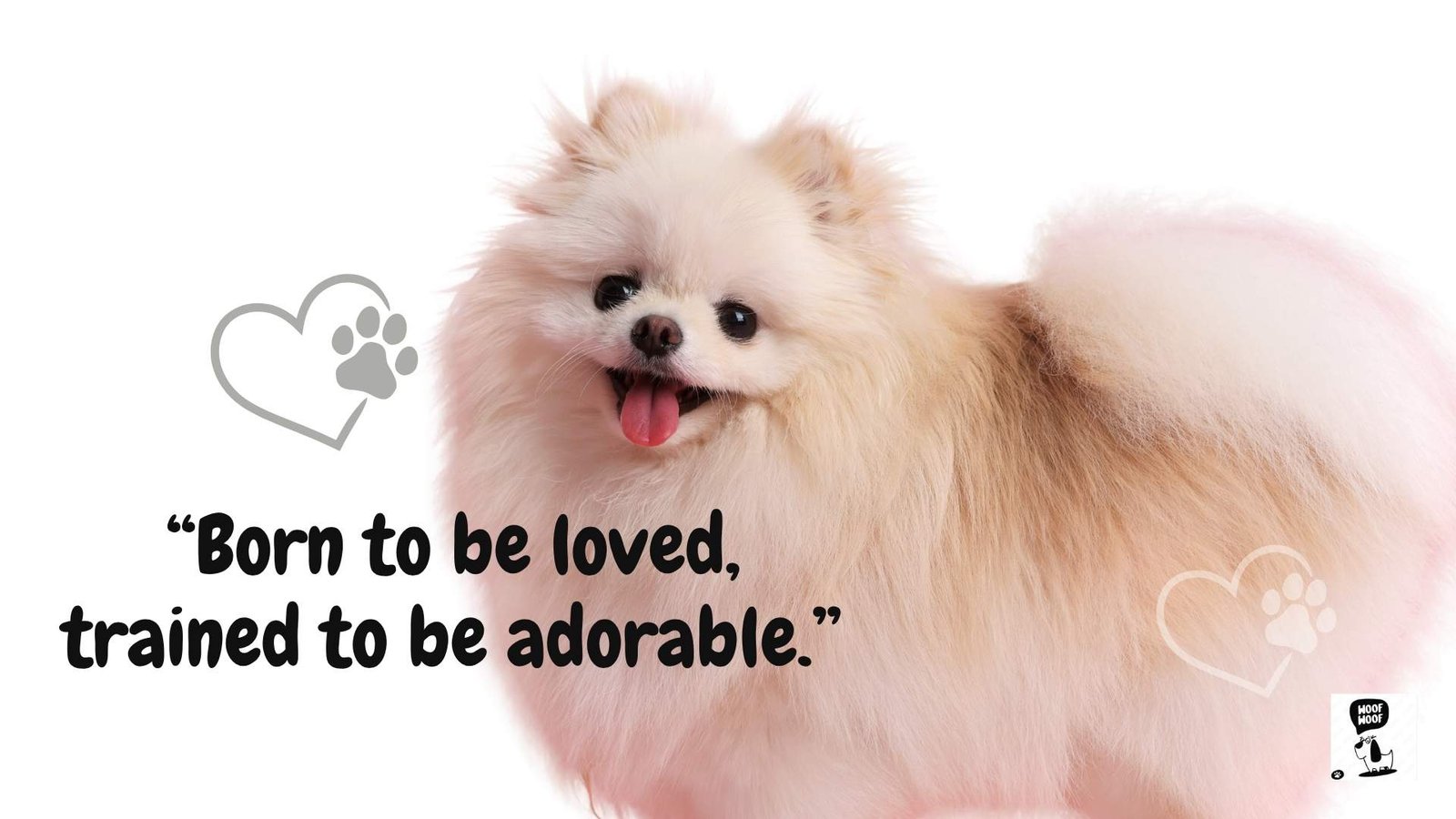 Cute Dog Slogans